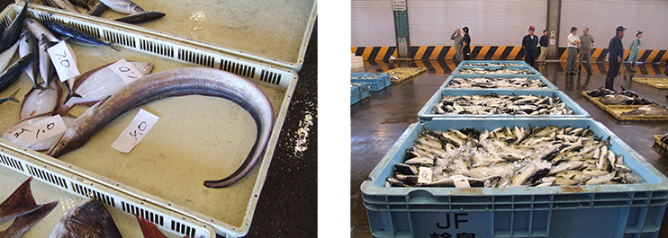 1つの魚種が、数尾~トン単位で入荷する「朝セリ」の様子